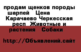 продам щенков породы шарпей › Цена ­ 5 000 - Карачаево-Черкесская респ. Животные и растения » Собаки   